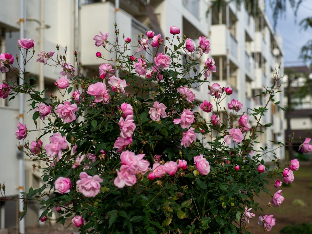 団地に咲くピンクの薔薇